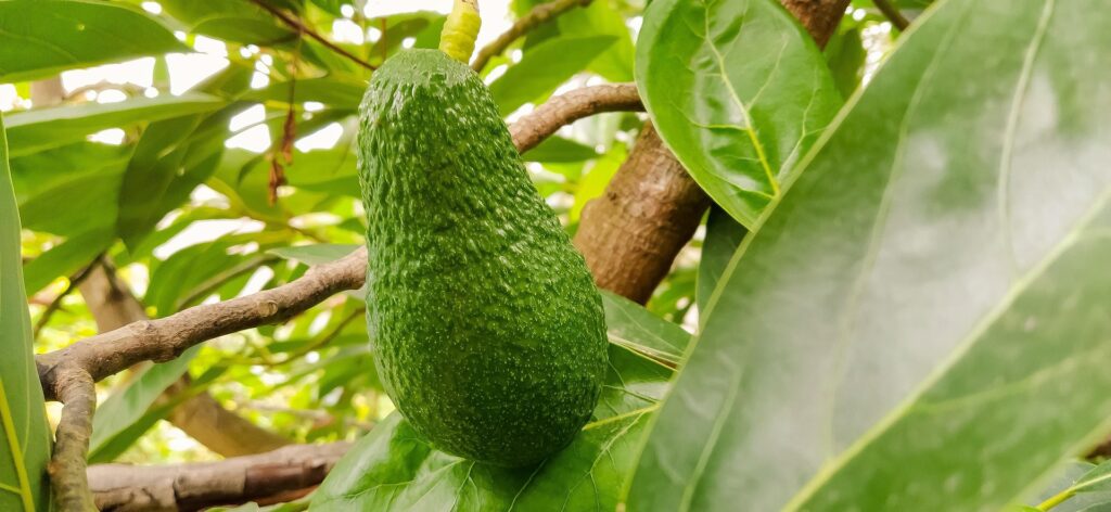 avocatier
