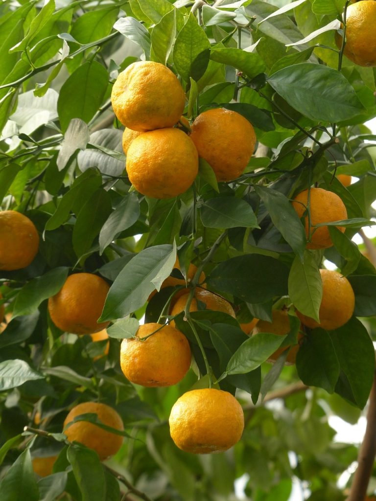 Bigaradier (Orange amère) Bo végétal