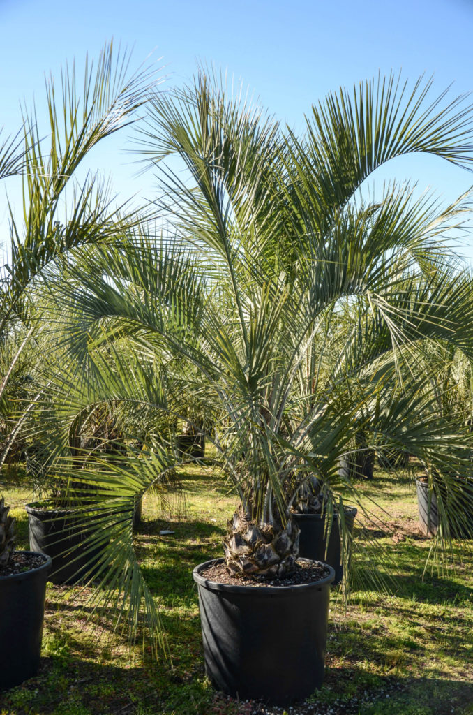 Palmier abricot Arbre à laque Bo végétal