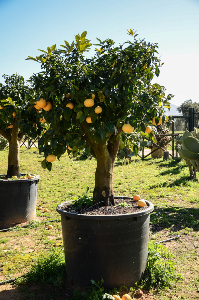Pamplemousse Pomelo Bo végétal