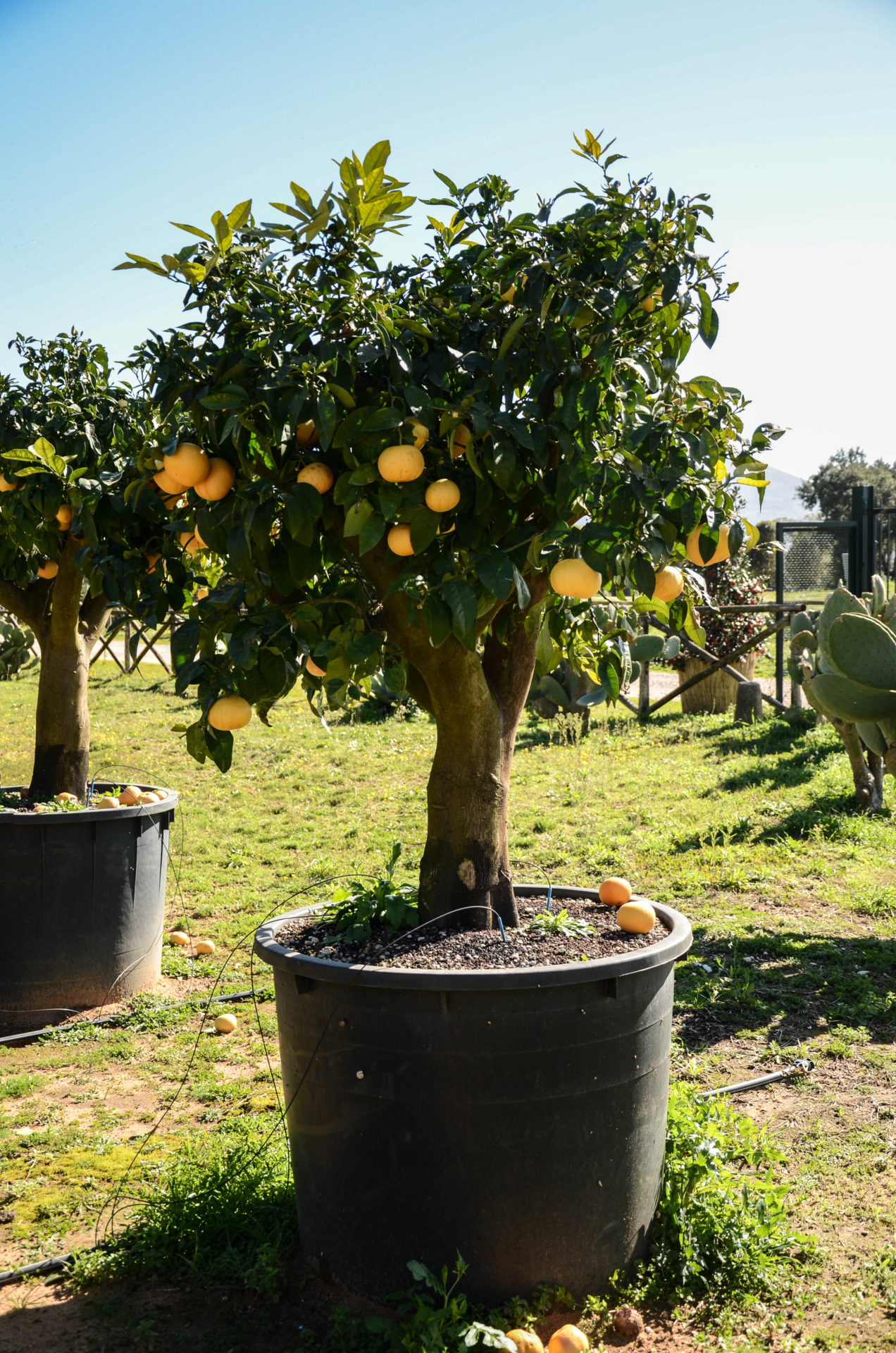 Pamplemousse Pomelo Bo végétal