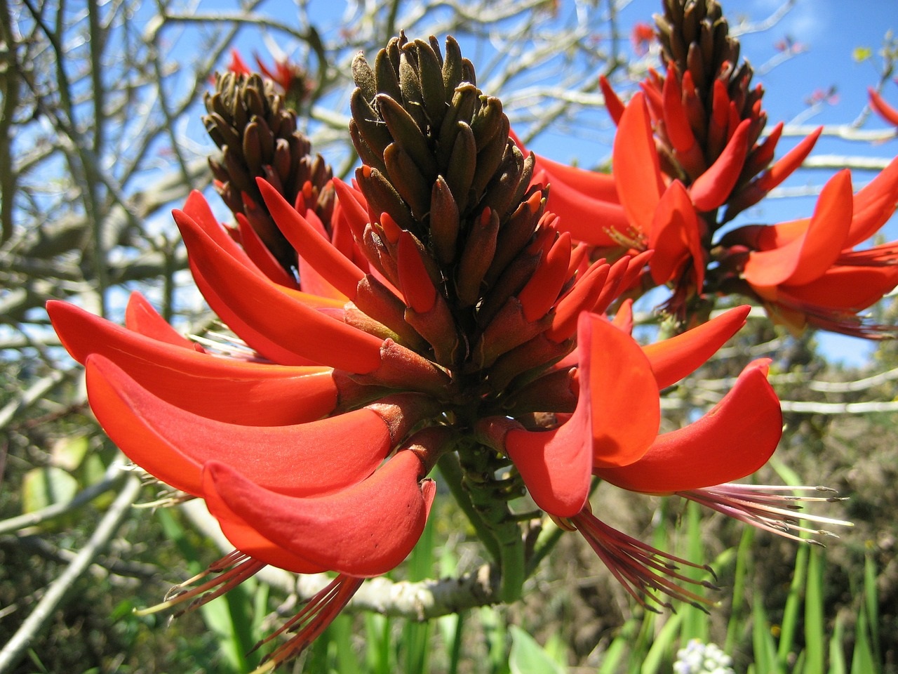 Arbre de corail flamboyant Bo végétal