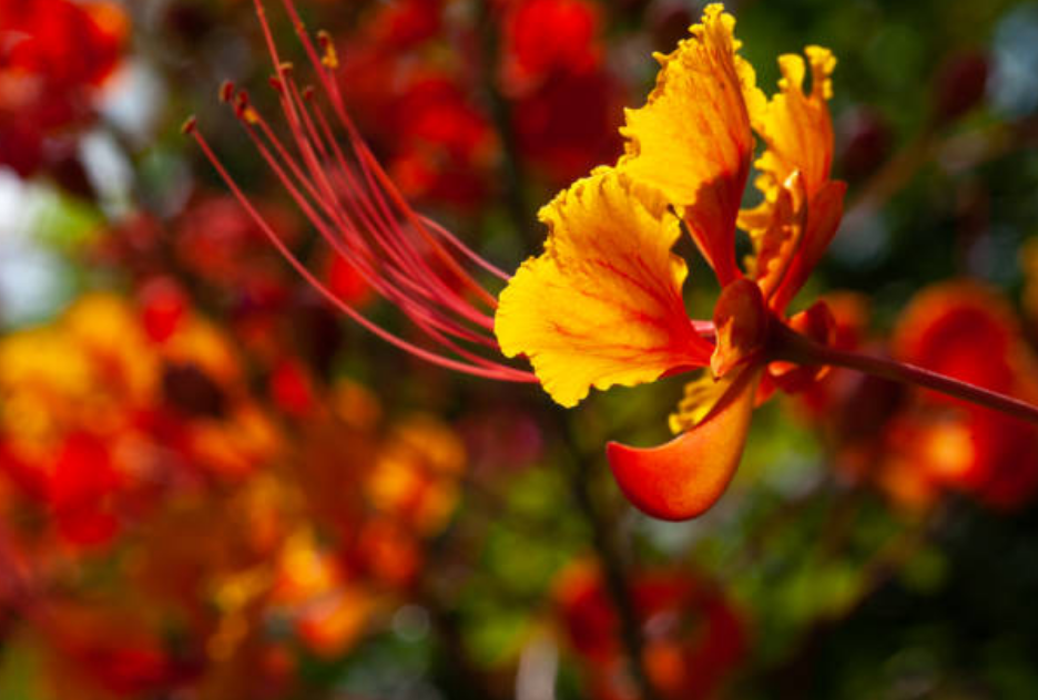 Caesalpinia gilliesii Petit flamboyant Bo végétal