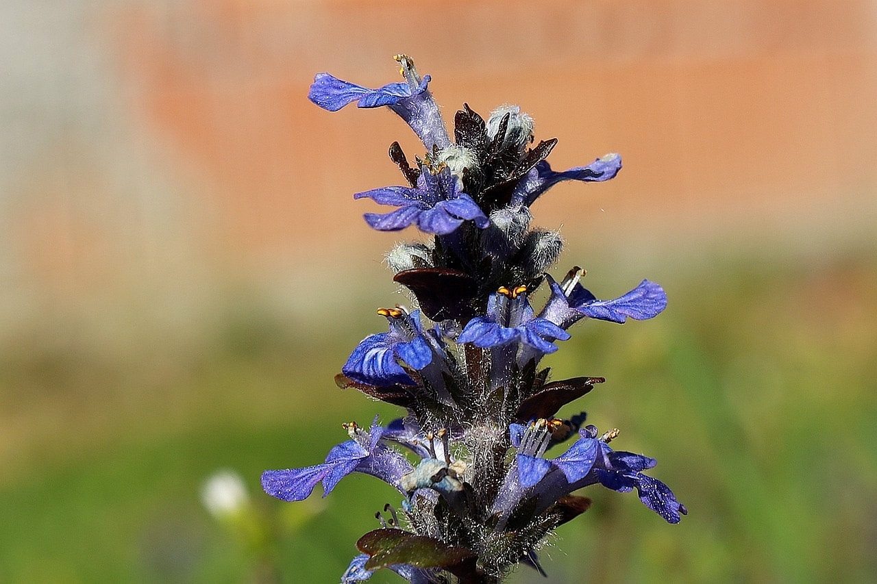 Bugle rampante - Bo végétal