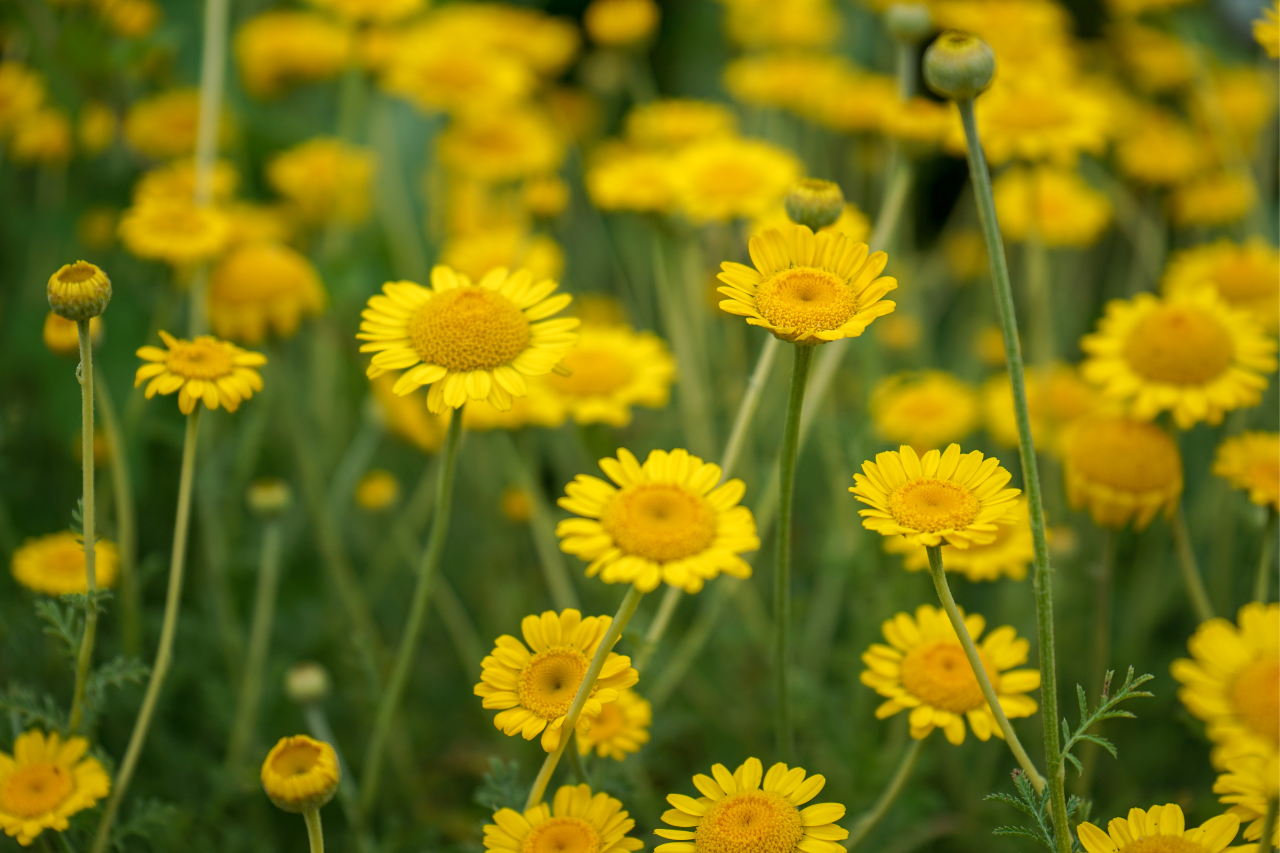 Anthemis : 5 atouts lumineux pour massifs et terrasses