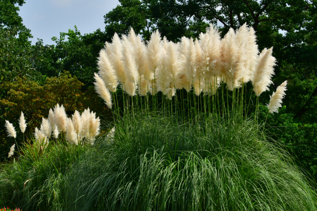 Herbe de la Pampa : 5 atouts remarquables pour grands jardins