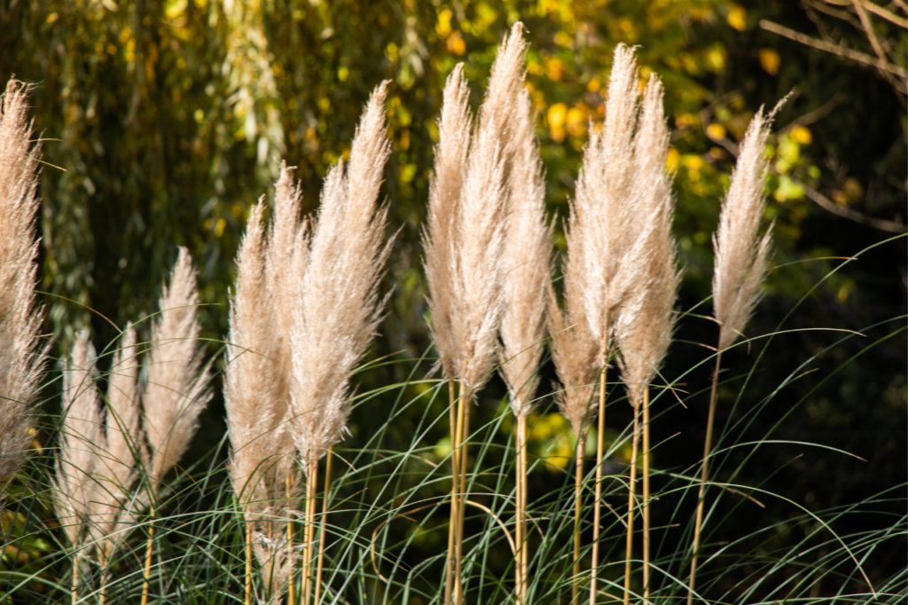 Herbe de la Pampa : 5 atouts remarquables pour grands jardins